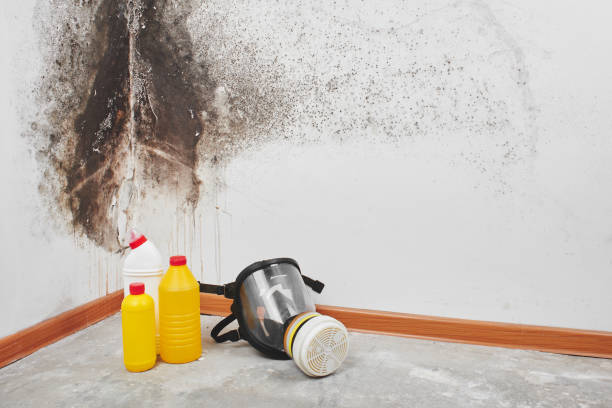 Best Mold Removal Near Me  in Franklin, NH