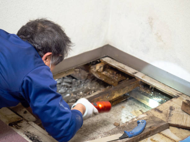 Best Crawl Space Mold Removal  in Franklin, NH