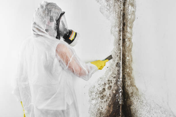 Best Fast Mold Removal  in Franklin, NH