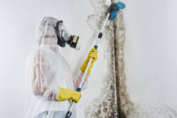 Best Mold Remediation  in Franklin, NH