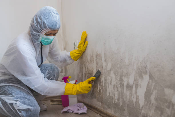 Best Same-Day Mold Removal  in Franklin, NH