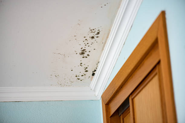 Office Mold Removal Services in Franklin, NH