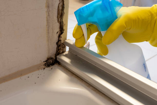 Best Mold Remediation  in Franklin, NH