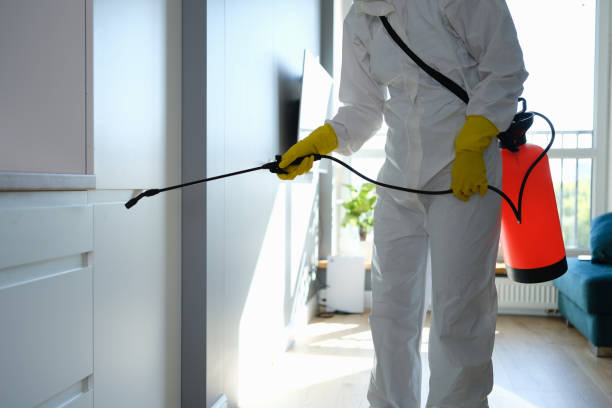 Best Certified Mold Removal  in Franklin, NH