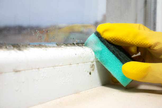 Best Affordable Mold Removal  in Franklin, NH