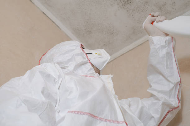 Best Mold Removal Specialists  in Franklin, NH