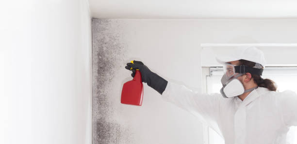  Franklin, NH Mold Removal Pros