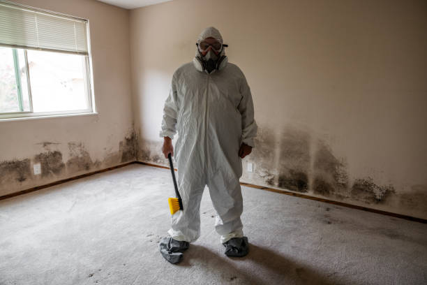 Best Mold Remediation Experts  in Franklin, NH