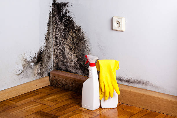 Best Professional Mold Removal  in Franklin, NH