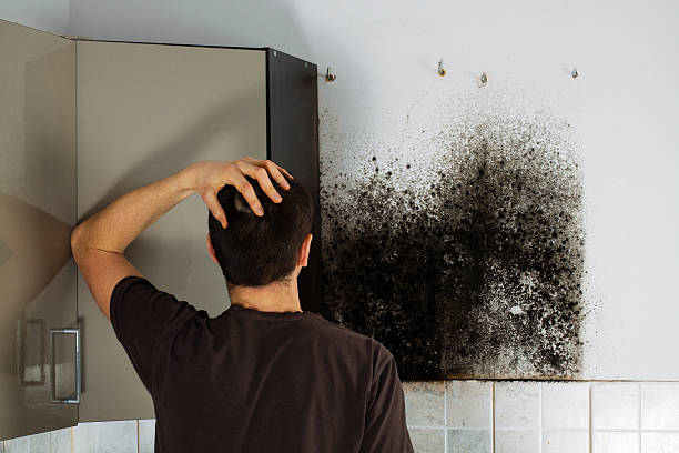 Trusted Franklin, NH Mold Removal Experts