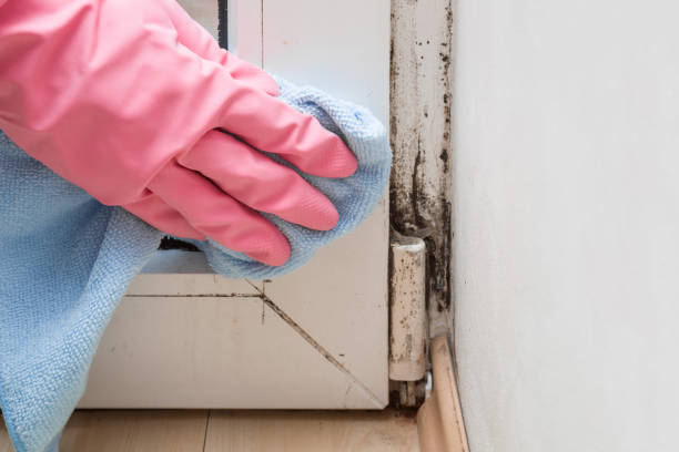 Best Local Mold Removal Service  in Franklin, NH