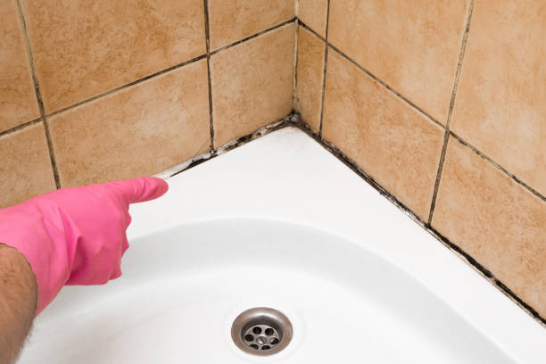 Trusted Franklin, NH Mold Removal Experts